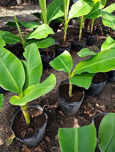 монстера манки: Продаю бананы ПЛОДОВЫЕ, сорт: Acuminata. Плодятся на второй год — 7