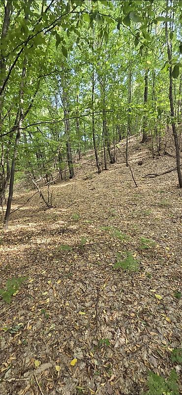 sobe smestaj: Borsko jezero,12400m2 pored puta i vode,parcela 1842/2 sredisnji — 7