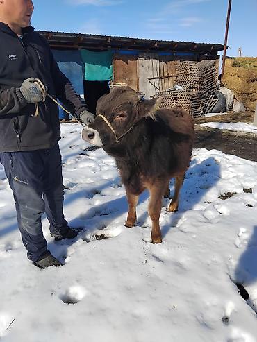 Коровы, быки: Продаю | Бык (самец) | Полукровка | На откорм — 21