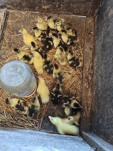 quşlar: Muscovy ördək balaları (indo-ördək civcivləri) - Cins: Muscovy — 3