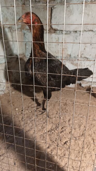 Toyuqlar: Toyuq, Damazlıq, Ünvandan götürmə — 6