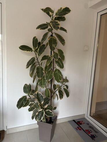 Knjige i stripovi: Dve novogodisnje zvucne knjigice za decu,jedna je 800dinara,knjigici na lalafo.rs — 18 Knjige i stripovi: Dve novogodisnje zvucne knjigice za decu,jedna je 800dinara,knjigici — 18