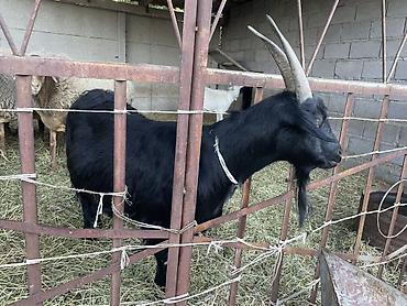 Продам с/х животных: Продаю | Коза (самка) — 2