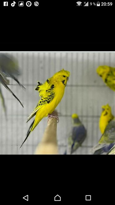 Tutuquşları: Quşlar satlır karella bülbül,fişer,nerazlucnik və sayri münasib — 16