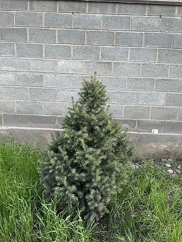 Ель: Ель (вероятно, канадская/серая, Picea glauca), компактная — 6