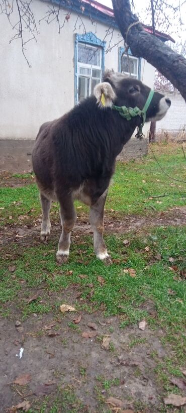 дождевик для мопса: Сатам | Бука (эркек) | Бордоп семиртүү үчүн | Байланган