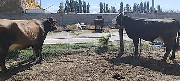 Коровы, быки: Продаю | Корова (самка) | Для молока — 25