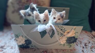 бархатные котята: 1 месяц, Мальчик, Черепаховый, Приучена к лотку, Проглистована