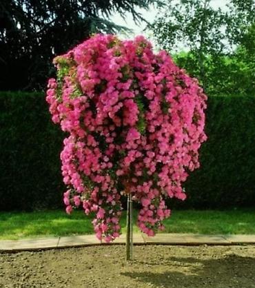 Роза: Продаю Розы ОПТОМ!!! На продажу есть розы в большом количестве разных — 6