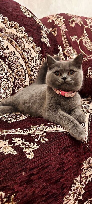labrador retriever satilir: Britan, Dişi, Yaxşı əllərə