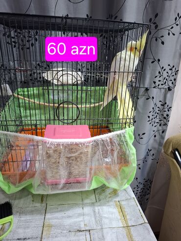 котята в баку бесплатно: Nimfa (cockatiel) tutuquşu və qəfəs dəsti. - Ağ-sarı rəngli nimfa