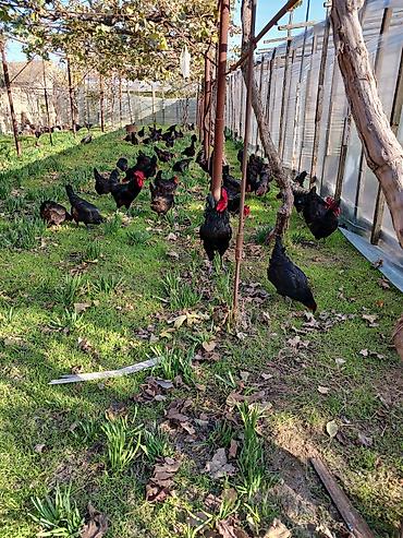 Qida məhsulları: Avstralop toyuqlarının mayalı yumurtası.Qiymət 80 qəpik — 10