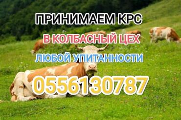 Куплю с/х животных: Куплю | Коровы, быки, Лошади, кони | Самовывоз, Любое состояние, Забитый