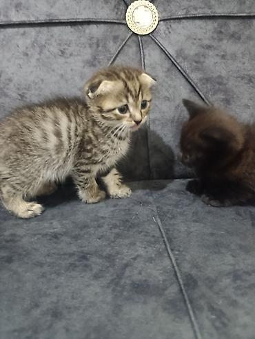 Pişiklər: Şotland — 2