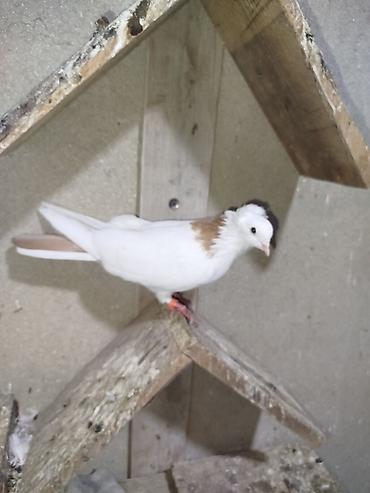 kakadu quşu: Qaqaş tüylü göyərçin – dekorativ cins - Rəng: ağ əsas, boyun — 3