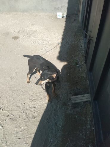 it ucun yuva: Doberman, 8 ay, Erkek, Ünvandan götürmə