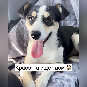 Ит бекер берилет: Жөнөкөй ит, 1 жаш, Ургаачы, Эмделген lalafo.kg да Ит бекер берилет: Жөнөкөй ит, 1 жаш, Ургаачы, Эмделген