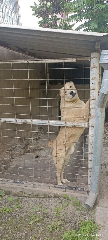 азиатский алабай: Продаётся собака. Порода "Алабай"