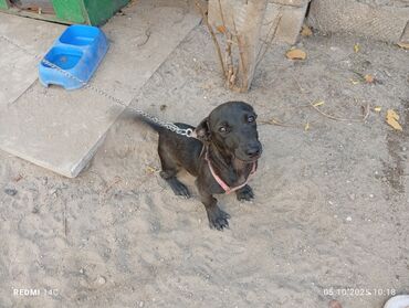 avçarka balaları: Doberman, 3 ay, Dişi