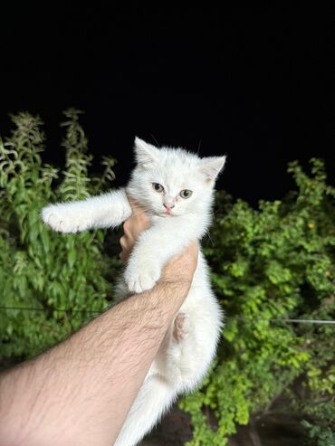 ağ pişik satışı: Şotland yastı qulaq, Dişi