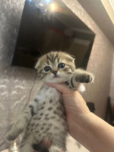 Шиншилла, Самка, Самовывоз