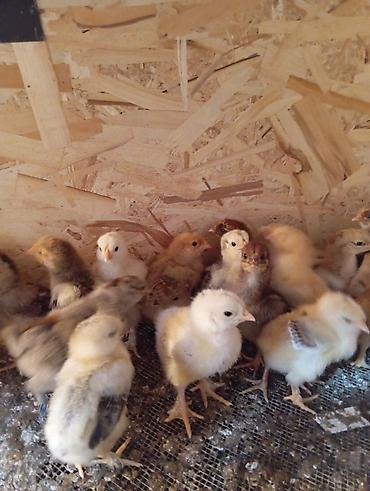 Куры, петухи: Продаю | Цыплята | Для разведения — 3