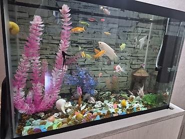 akvarium baliqlari: Akvaryum dəsti – şüşə akvarium və akvarium balıqları ilə - Geniş — 2