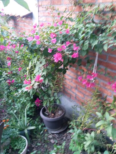 Ostale kućne biljke: Tri razlicite bogumile lepo cvetaju prodajem nemam mesta za cuvanje