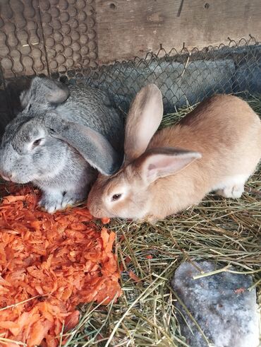 кролики бишкек: Продаю | Крольчата | Фландр