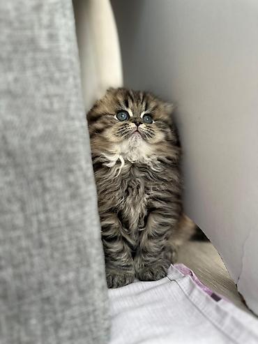 Pişiklər: Britan — 12