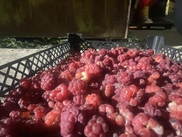 продам яблоки на переработку: Малина Оптом, Платная доставка