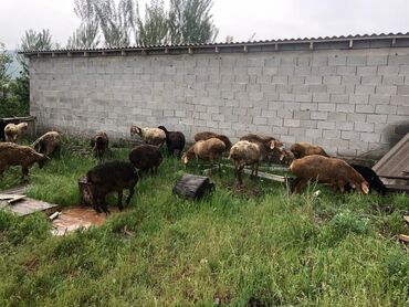 Животные: Продаю | Овца (самка) | Гиссарская, Полукровка, Долан | На забой, Для разведения, Для шерсти | Котные, Матка, Ярка