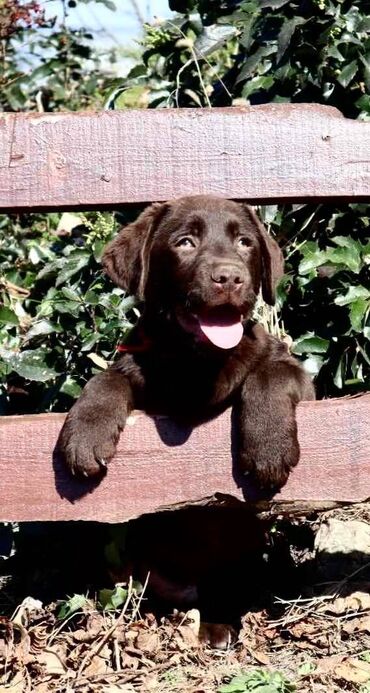 Psi: Izuzetna cokoladna štenad Labrador retrivera oštenjena 26. novembra — 2