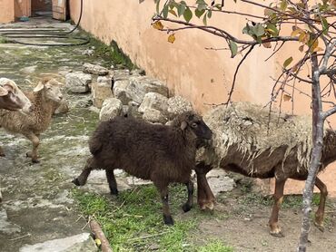 Qoyunlar, qoçlar: Salam Heyvanlar hamısı sağlam ağır boğazdılar ana baladılar satılırlar — 7