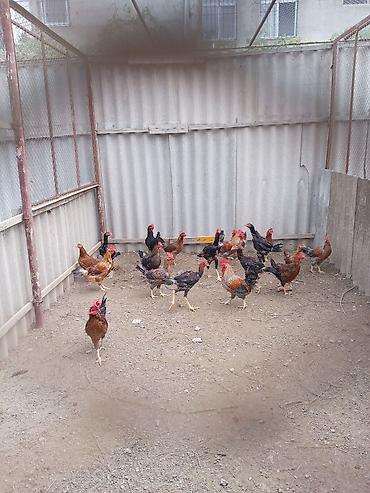 Xoruzlar: Xoruz, Heyratı, il: <1, Ünvandan götürmə — 23