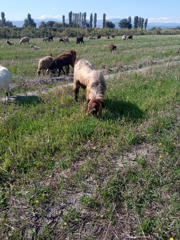 Keçi, çəpiş: Qoyun-keçi sürüsü üçün erkək keçi (ehtimalən yerli/anglo-nubian tipli — 9