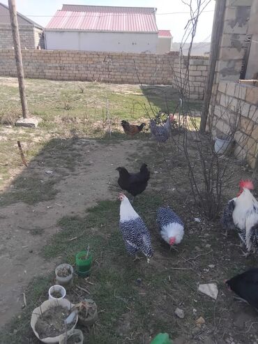 toyuq novleri: Курица, Australop, Для яиц, Платная доставка