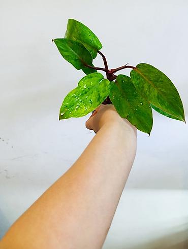 Драцены и Сансевиерии: Драцена (разные виды, в горшках) находится в Кара Балте - Эффектные — 18