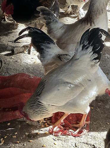 Куры, петухи: Продаю | Куры, Петух | Домашняя | На забой, Для разведения, Несушки — 11