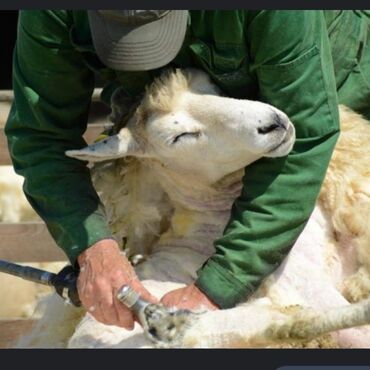 Животные: 120 сом Кой кыркам. стришка овец. Кара-Балта Чалдавар выезд облостям