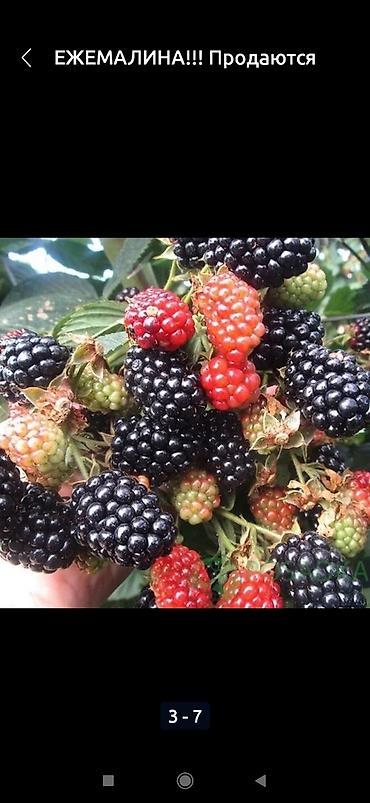 Ежевика: Продаются саженцы ежемалины. Сорт " Торнфри"(Tornfree), без шипов — 8