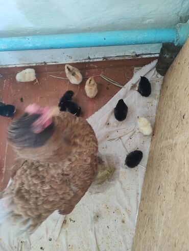 Птицы: Квочка и 11 цыплят.родились 25июня.порода смешанная Адлер серебристый