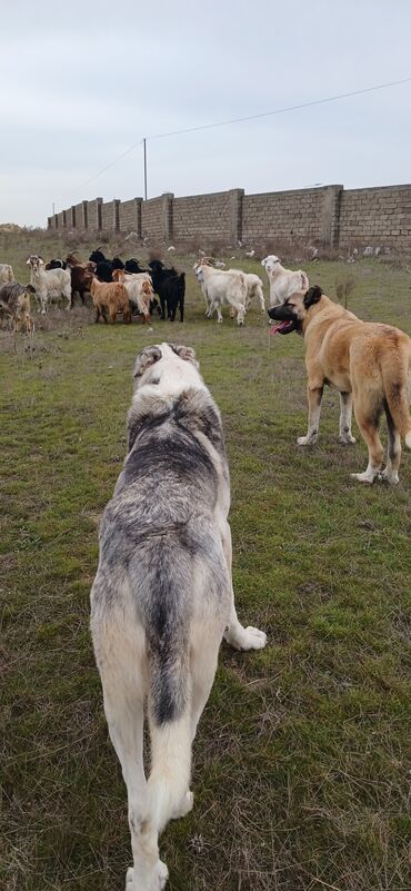 İtlər: Qurdbasar, 11 ay, Erkek, Peyvəndli, Ödənişli çatdırılma -da lalafo.az — 4 İtlər: Qurdbasar, 11 ay, Erkek, Peyvəndli, Ödənişli çatdırılma — 4
