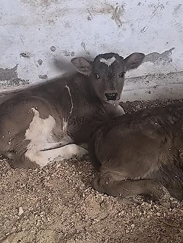 Коровы, быки: Продаю | Музоо, торпок | Для молока | Привязанные — 13