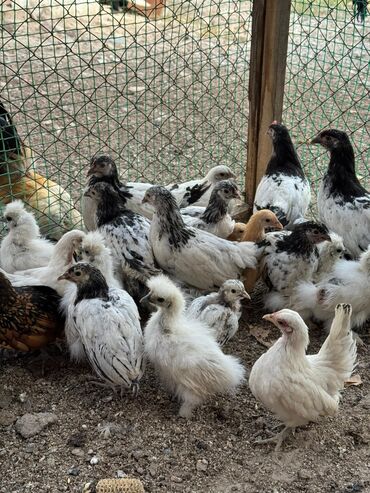 бройлеры оптом: Продам сразу всех цыплят