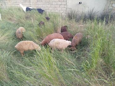 cins ineklerin qiymeti: Erkək, il: 1, 10 kq, Damazlıq, Ünvandan götürmə
