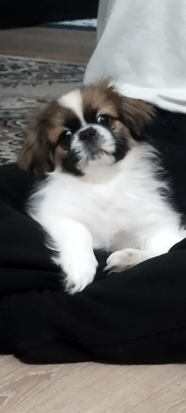 itder: Pekines, 2 ay, Erkek, Peyvəndli, Ödənişli çatdırılma