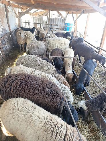 Баран, овца: Продаю | Овца (самка) | Для разведения | Матка at lalafo.kg — 10 Баран, овца: Продаю | Овца (самка) | Для разведения | Матка — 10