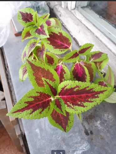 Другие комнатные растения: Колеус блюма (coleus blumei) росток