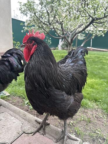 Куры, петухи: Продаю | Петух | Для разведения — 9